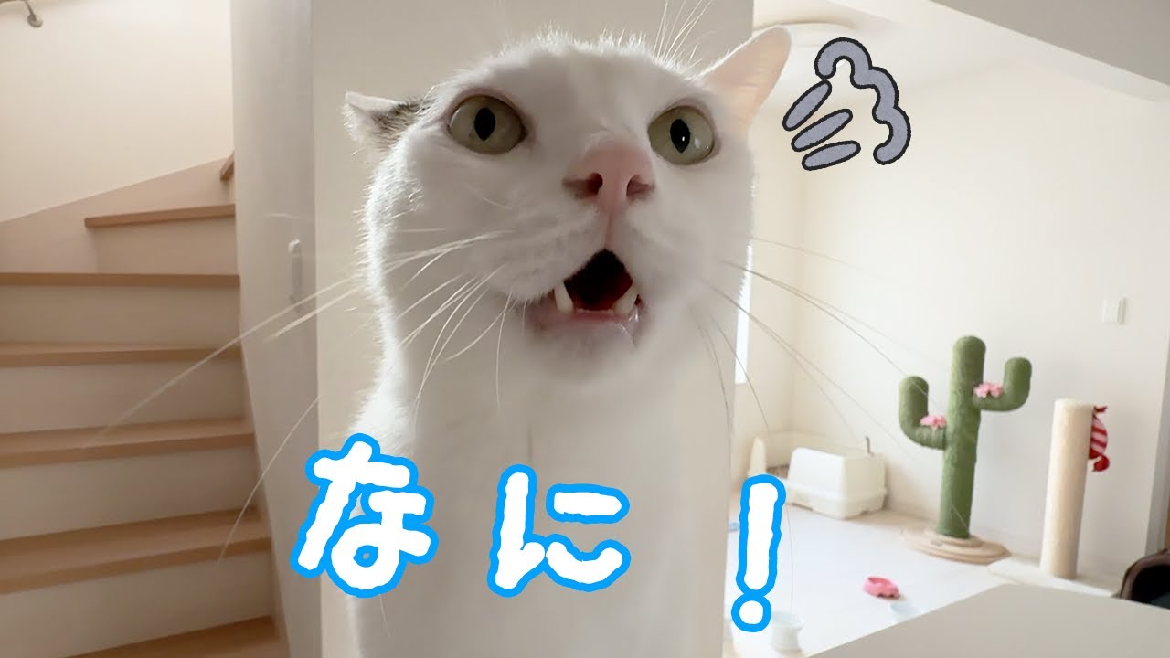 文句言いながら甘えに来るチロさんが可愛いｗ