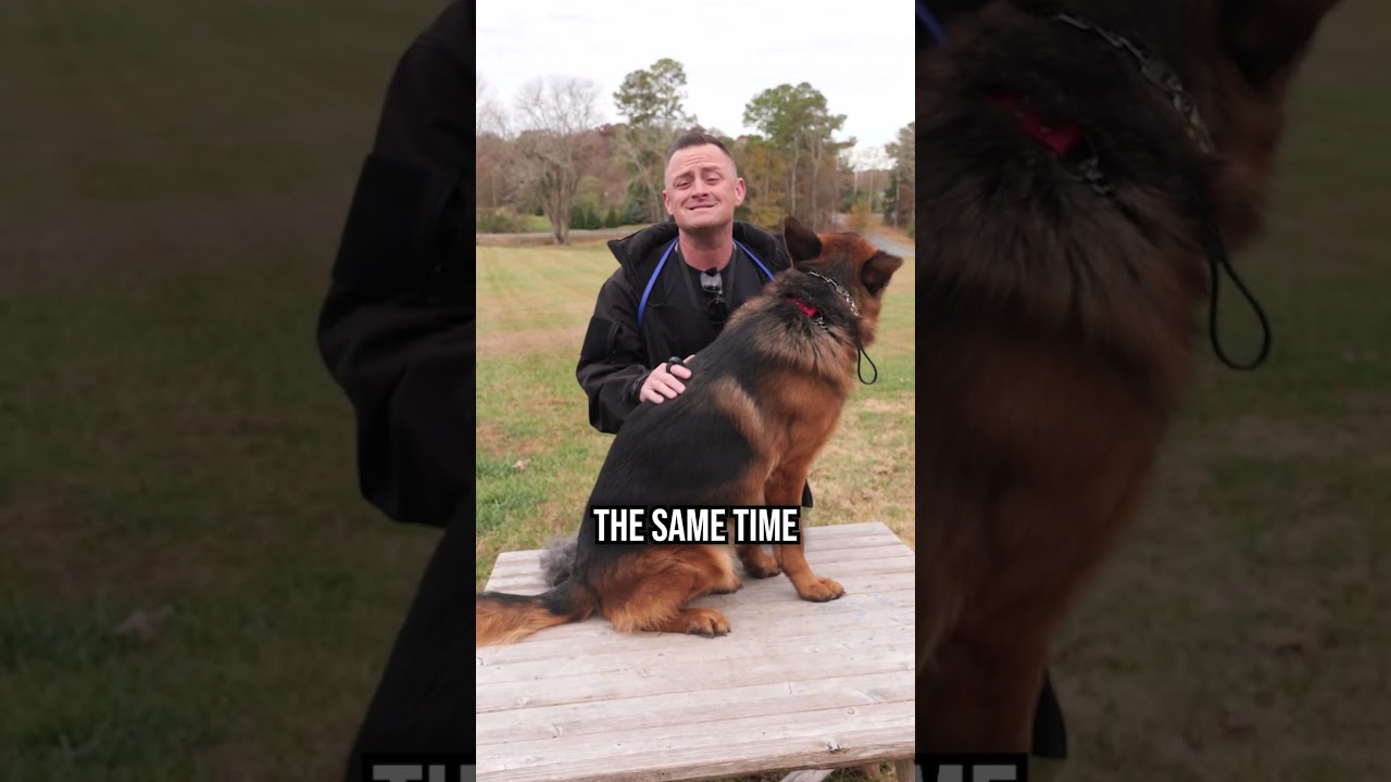Top 3 Reasons Why You SHOULD Get a German Shepherd