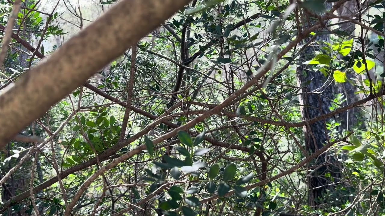 Forest Leaves & Bird Sounds 🍃 2 Hours of Calm Nature Ambience