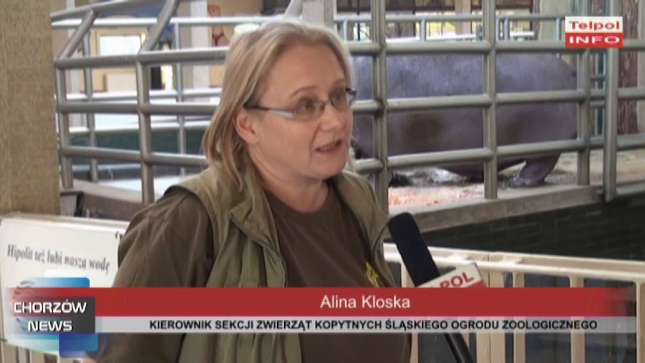 Hipopotam Hipolit ma już 55 lat!