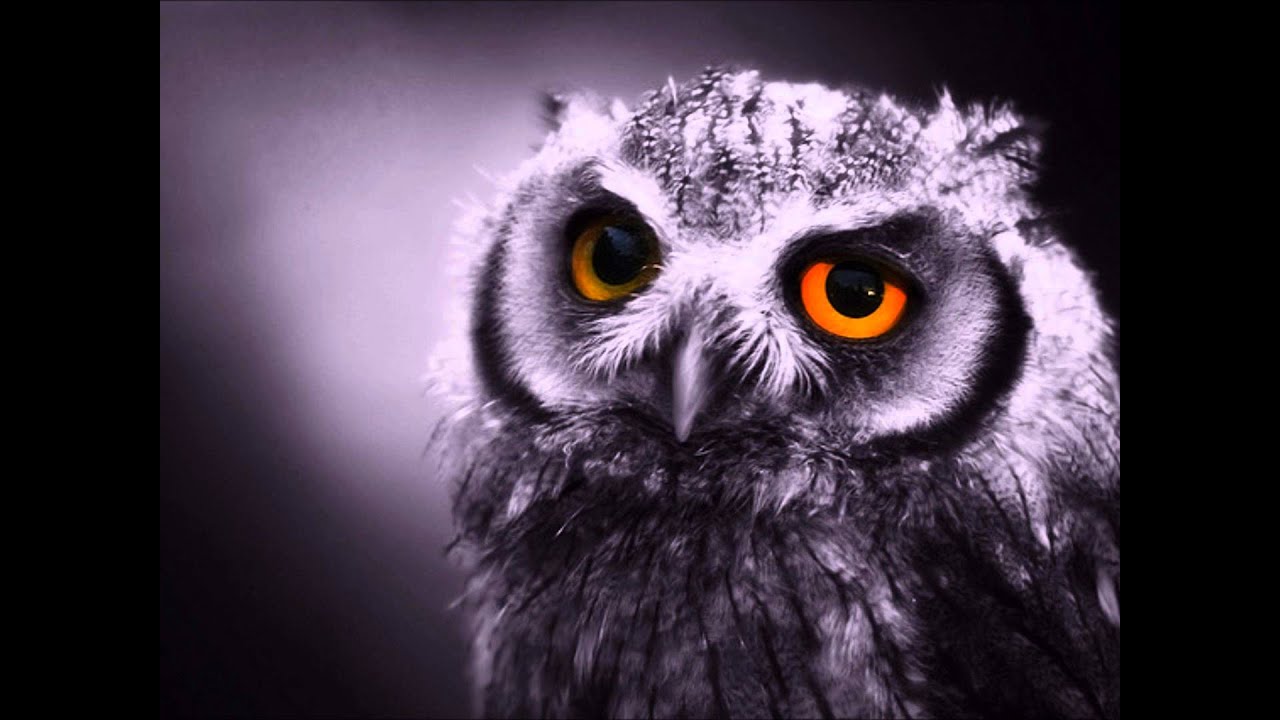 LITTLE RIVER BAND The Night Owls 1981  HQ