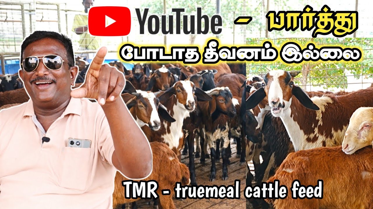 youtube பார்த்து நான் போடாத தீவனம் இல்லை / 10 வருட அனுபவம்