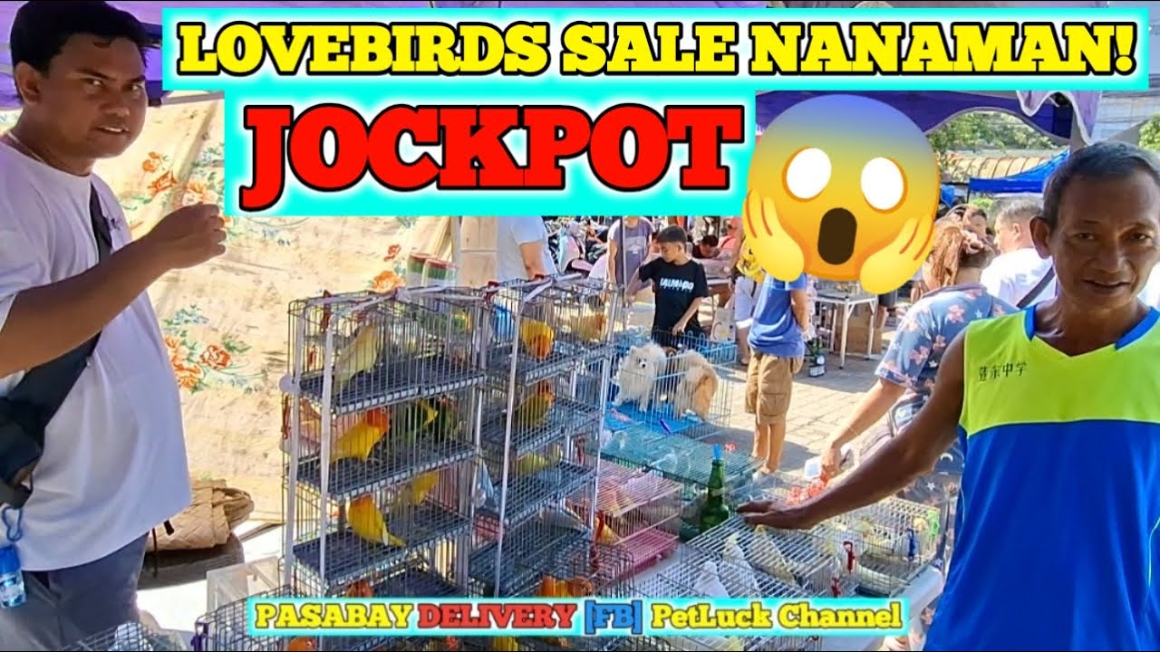 LOVEBIRDS SALE SA HULONG DUHAT MALABON