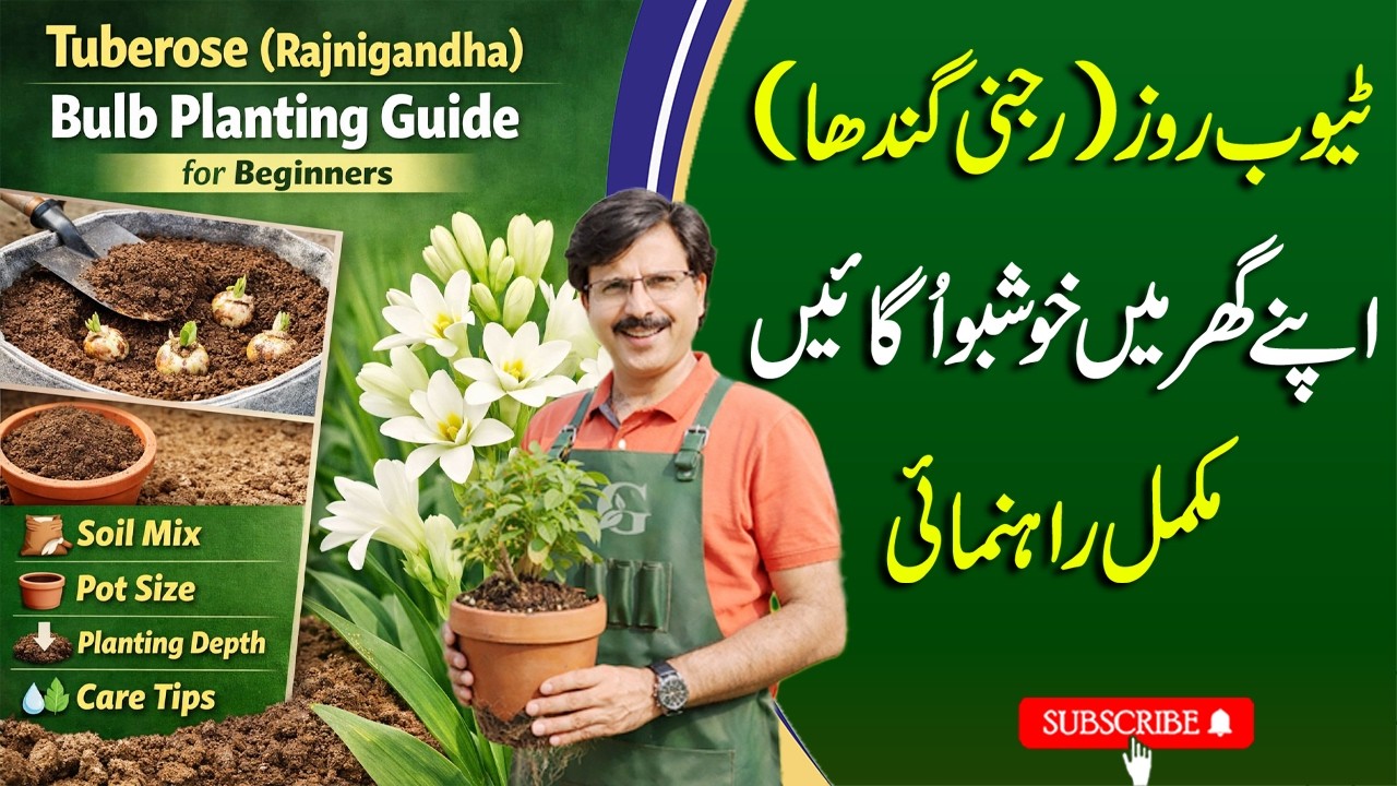 Tuberose (Rajnigandha) Bulb Planting Guide for Beginners | Soil Mix, Pot Size, Planting Depth & Care