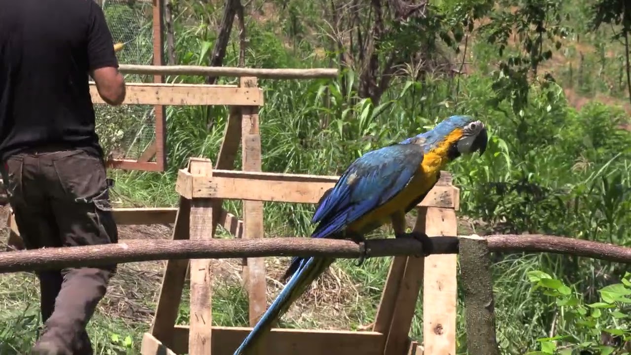 Amazon and Macaw Release, BRI Project in Colombia 2023, June 22 (Part 3)