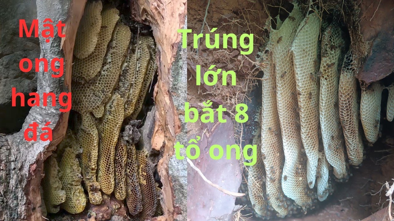 Một Ngày Đi Giáp Biên Giới Bắt 8 Tổ Ong Mật,Thu Mật Khủng 