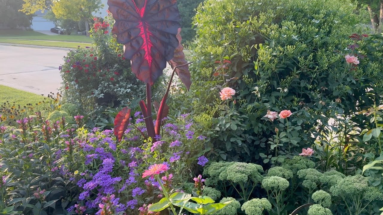 Ken's Beautiful, Flowerful Garden Tour