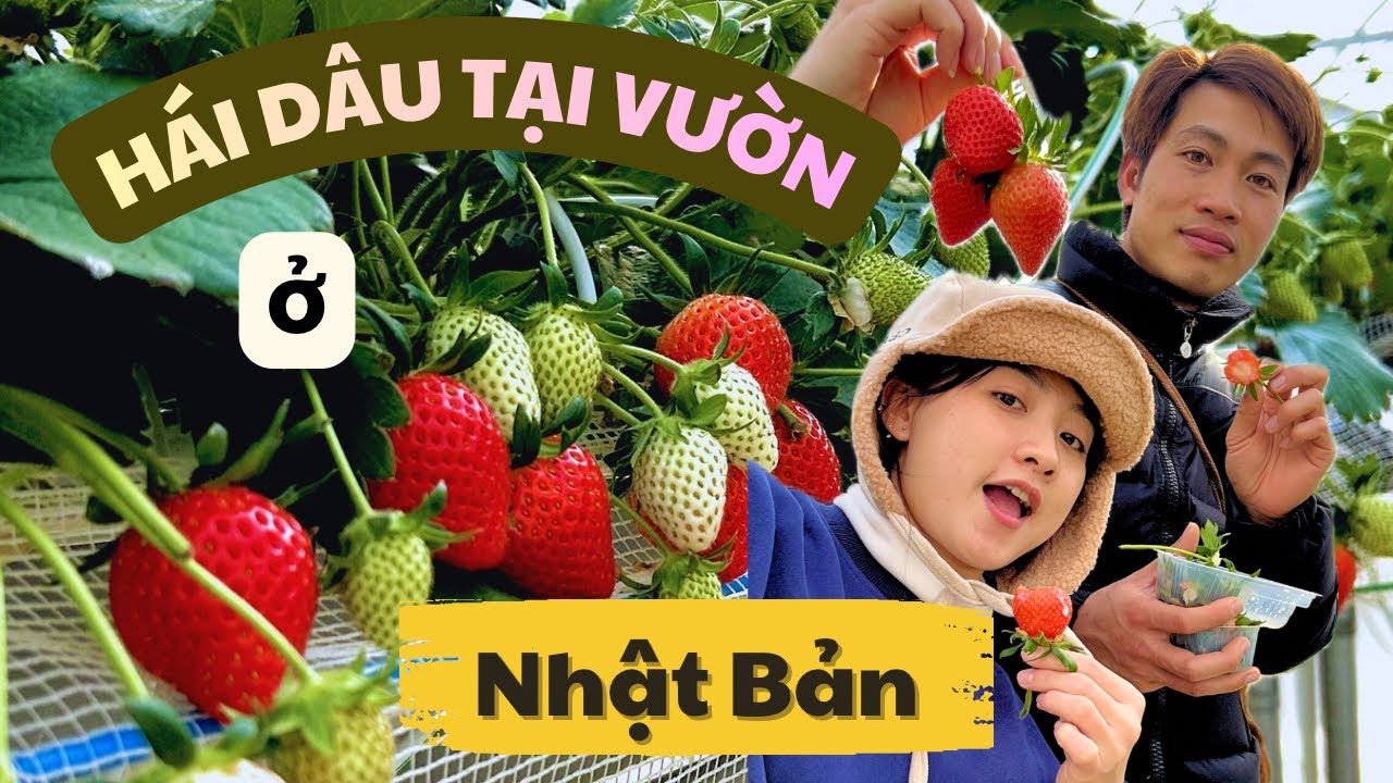 Trải nghiệm đi hái dâu ở Nhật cùng vck Chuột nha 🥰  #cuocsongonhat #japan #japanlife #vuondauonhat 