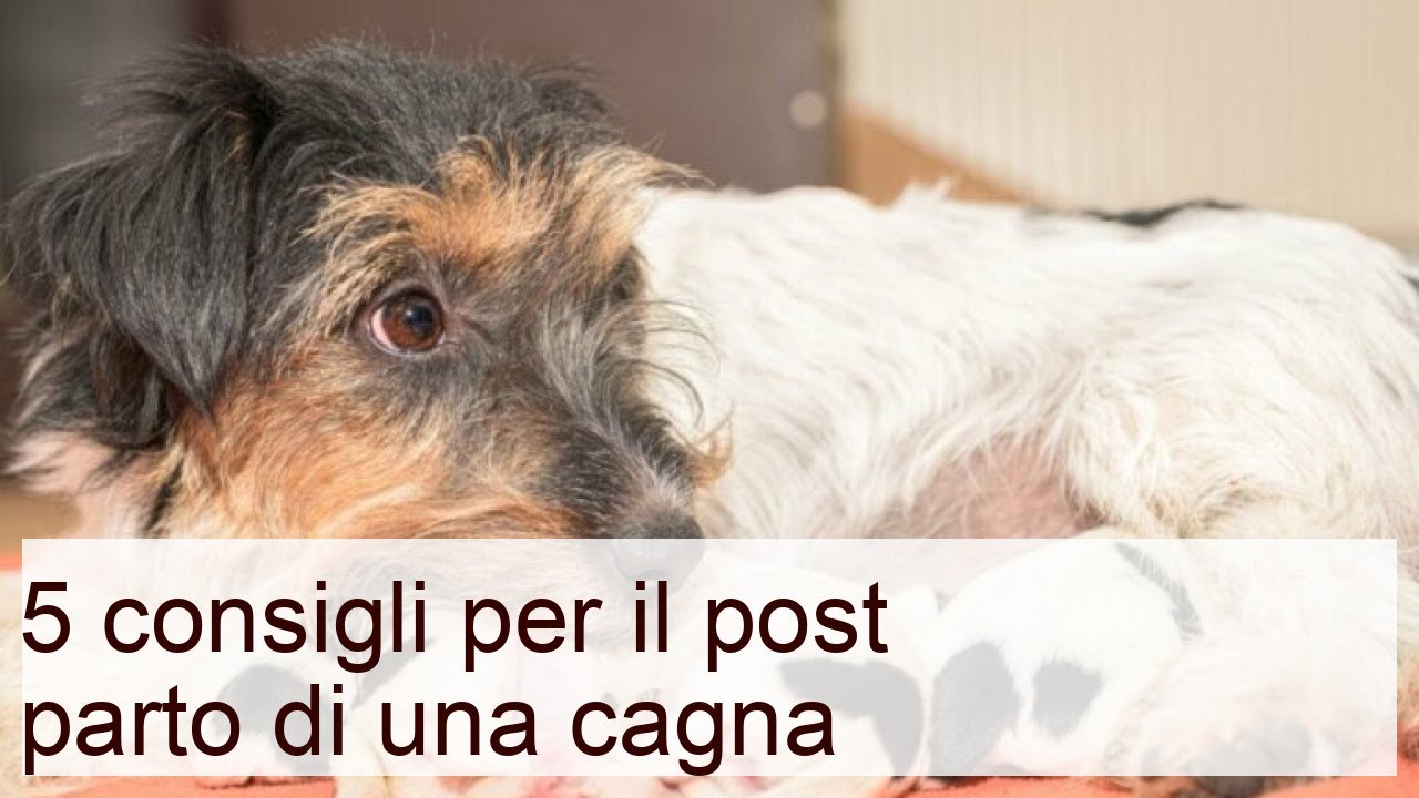 5 consigli per il post parto di una cagna