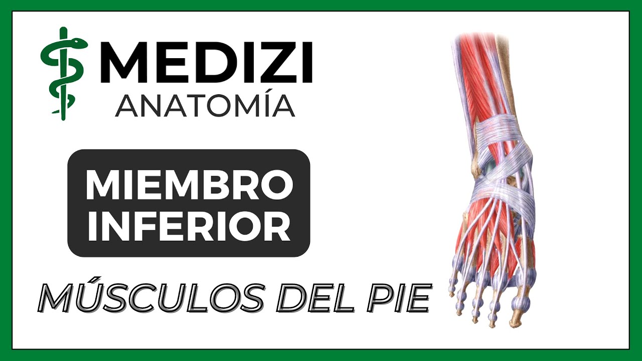 Anatomía de Miembro Inferior (MMII) - Músculos del Pie