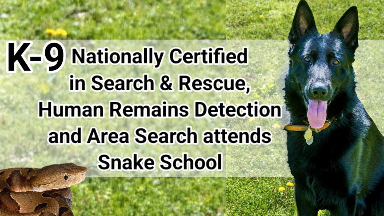 Nationally Certified K-9 Attends Snake School