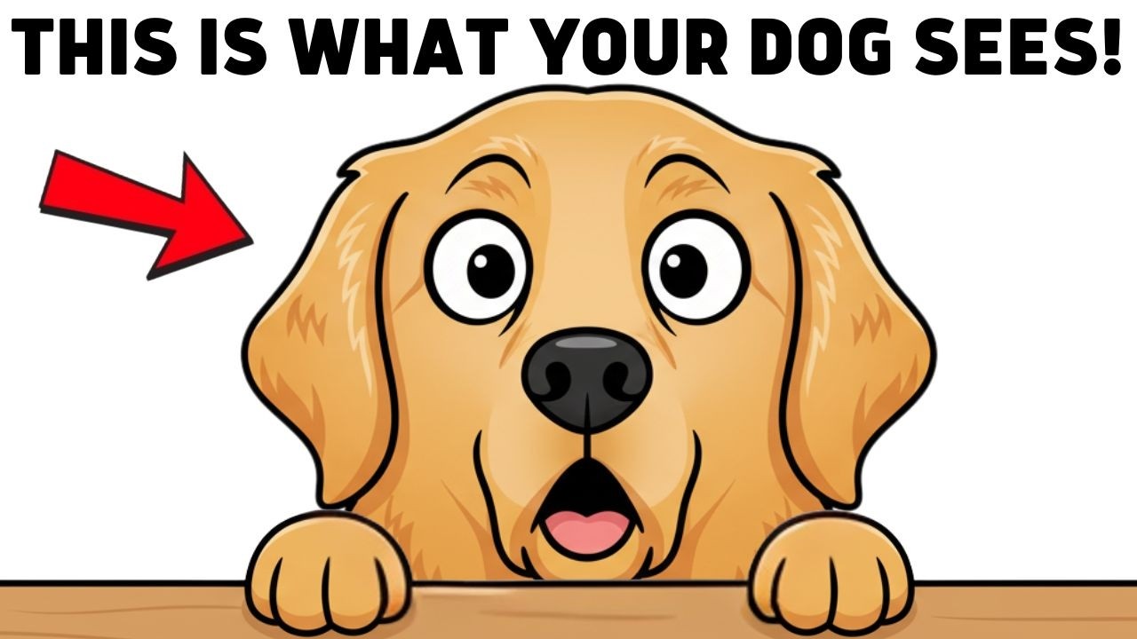 Your Dog Doesn’t See You as Human (Here’s What You Really Are to Them)