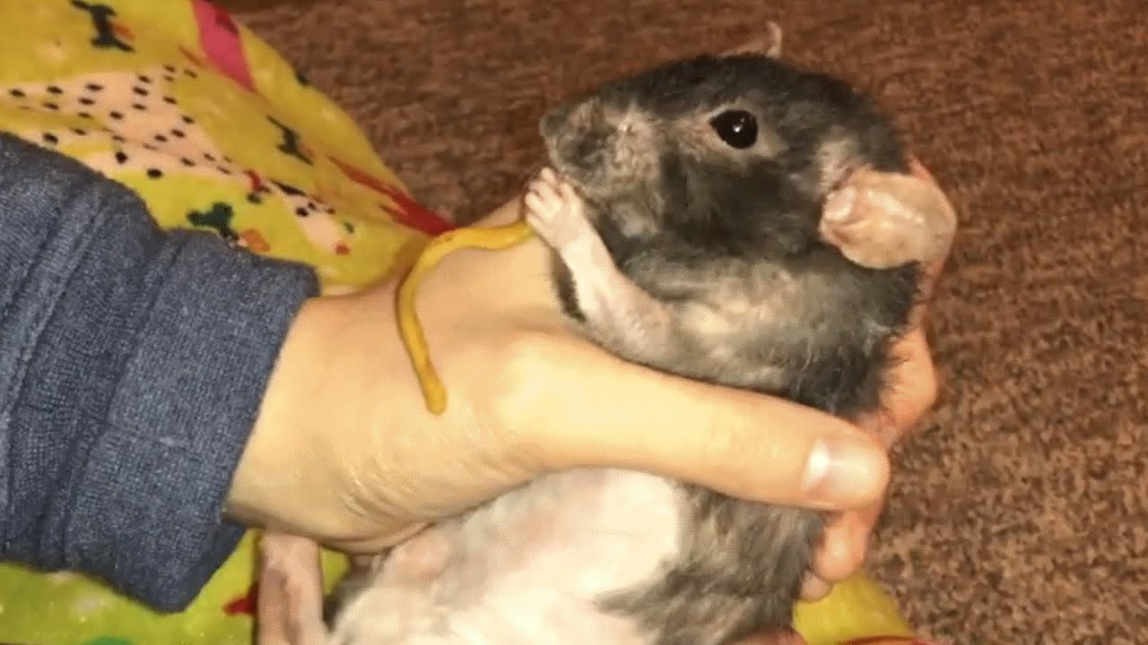 Meet Donut. She'll convince you rats are actually cool.