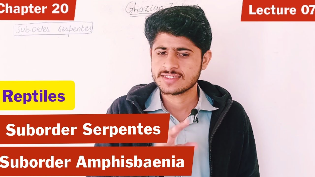Suborder serpentes|Snakes|  Suborder Amphisbaenia