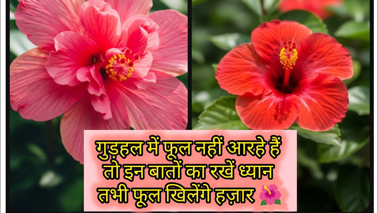 ऐसे बनाये गुड़हल के पौधे की मिट्टी, जमकर होगी flowering।।और कुछ खास बातों का रखें ध्यान 