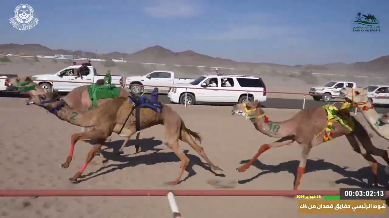 شوط سيارة مهرجان اليتمه لسباقات الهجن شوط الحقايق القعدان الرئيسي  4ك السنافي لـ سلطان سعود الشمري
