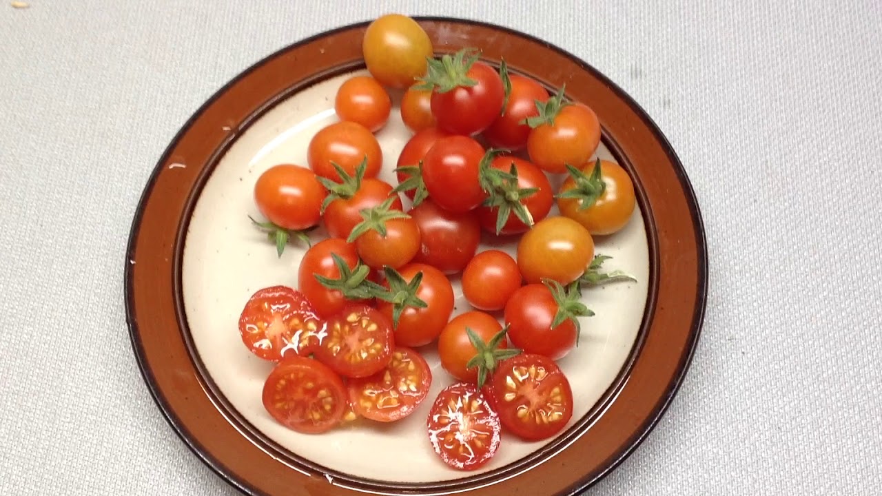 Micro Dwarf Vilma Tomato Is My Favorite Micro Dwarf Variety!