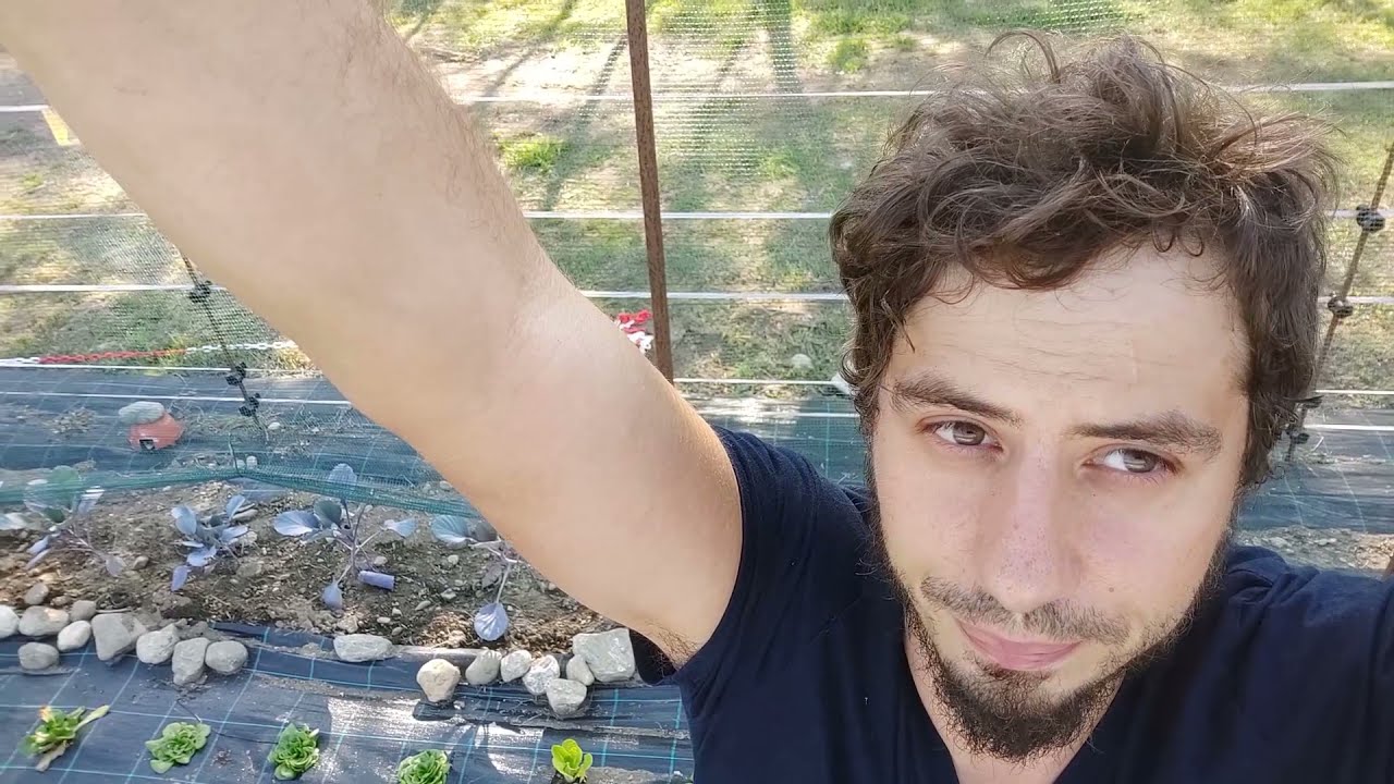 TUTTO SULLA LATTUGA , dalla semina alla raccolta!