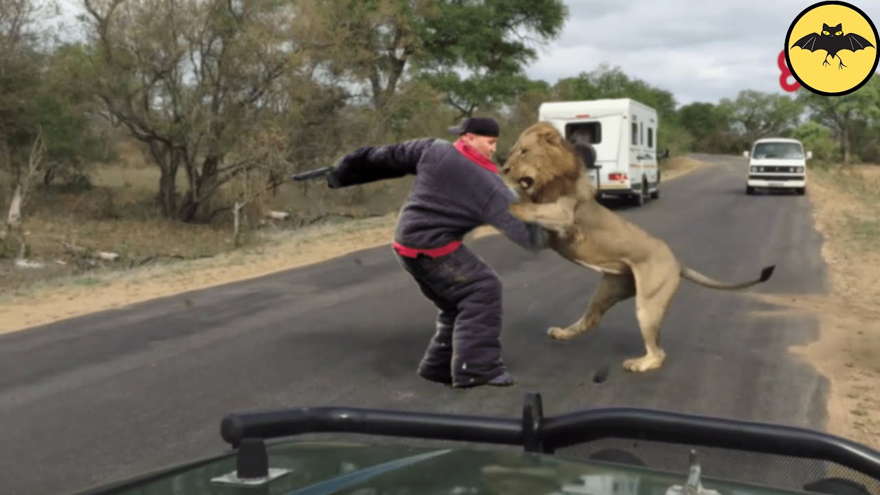 10 Times Wild Animals Saved Humans.