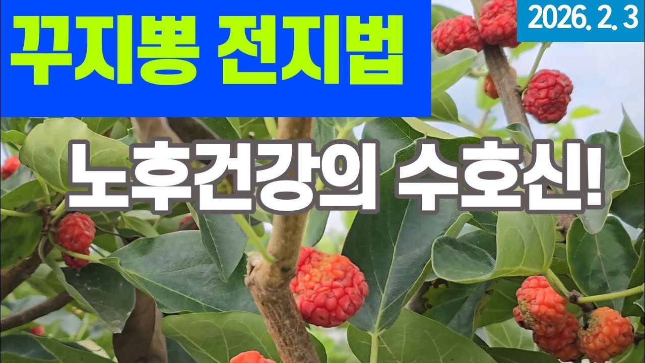 꾸지뽕나무 가지치기 - 노후건강의 수호신!
