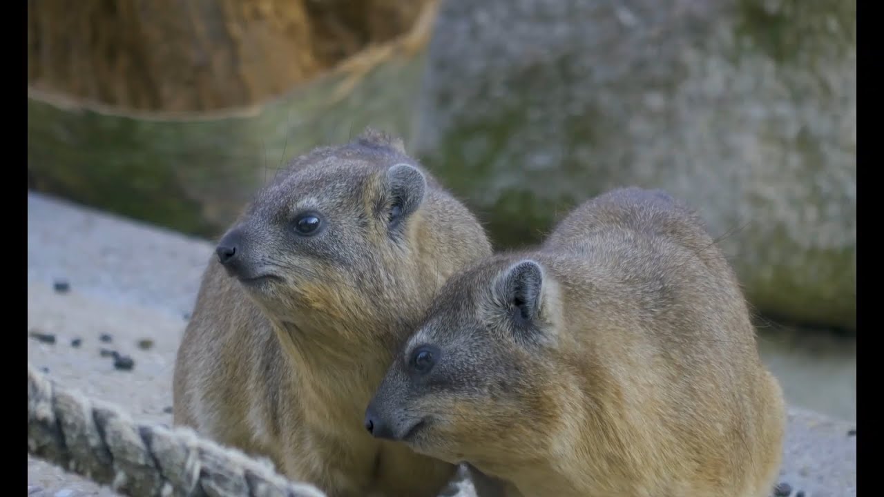 Rock Dassies of Africa – Tiny Climbers on Rocky Hills. Скалистые даманы Африки – маленькие скалолазы