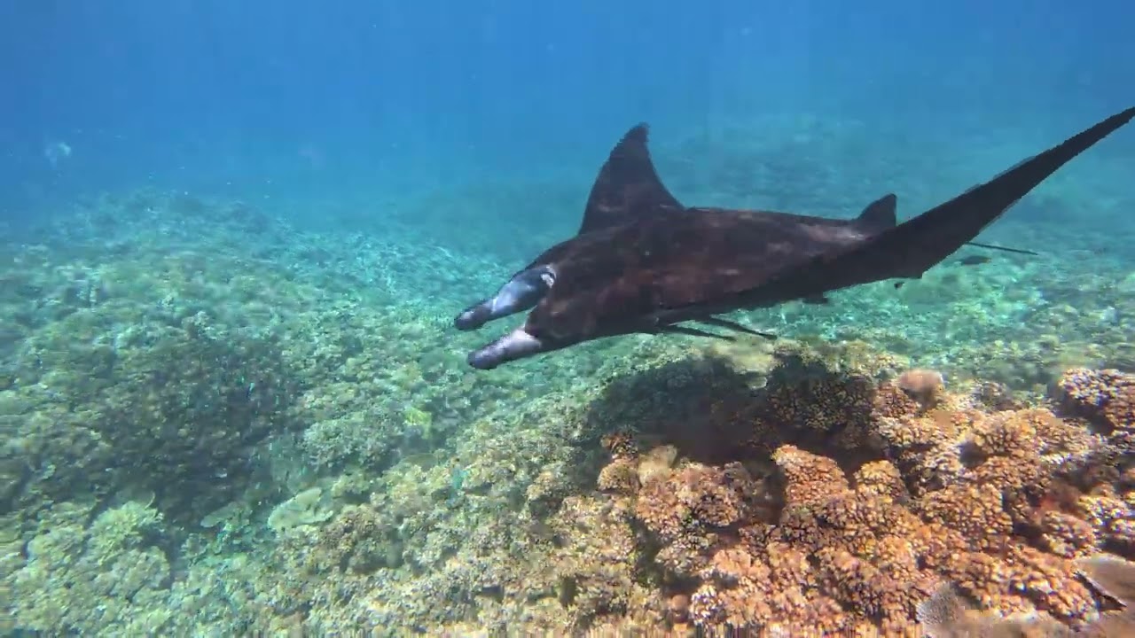 Manta Highlights September-October 2023