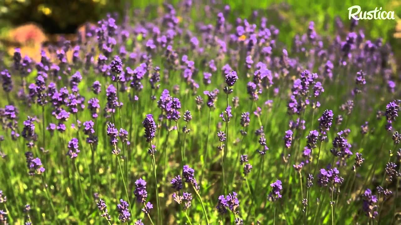 Un massif en sol sec et plein soleil