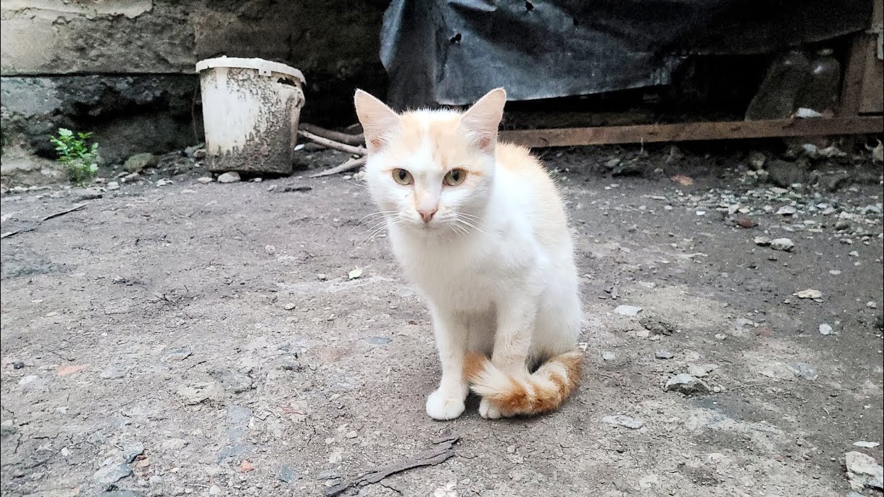 Cute CAT videos 😻 CAT LIFE 🐈 