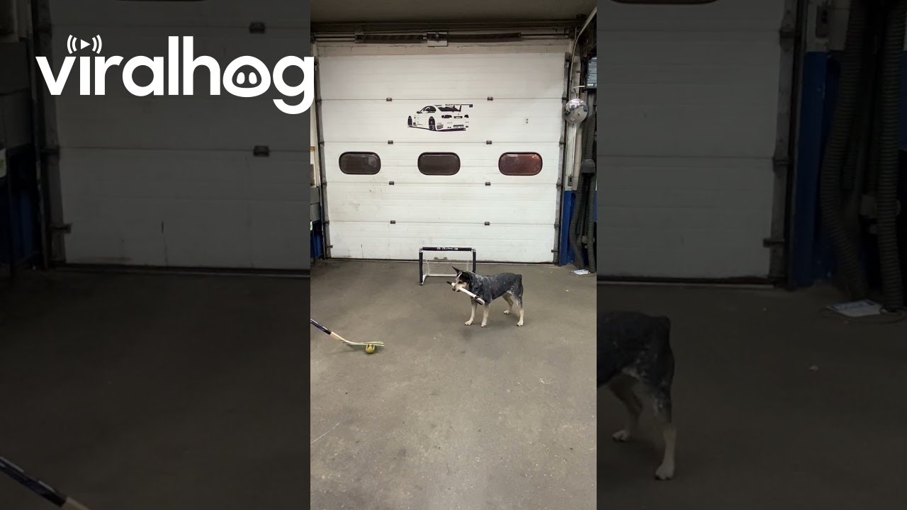 Pepper Shows Off Hockey Skills || ViralHog