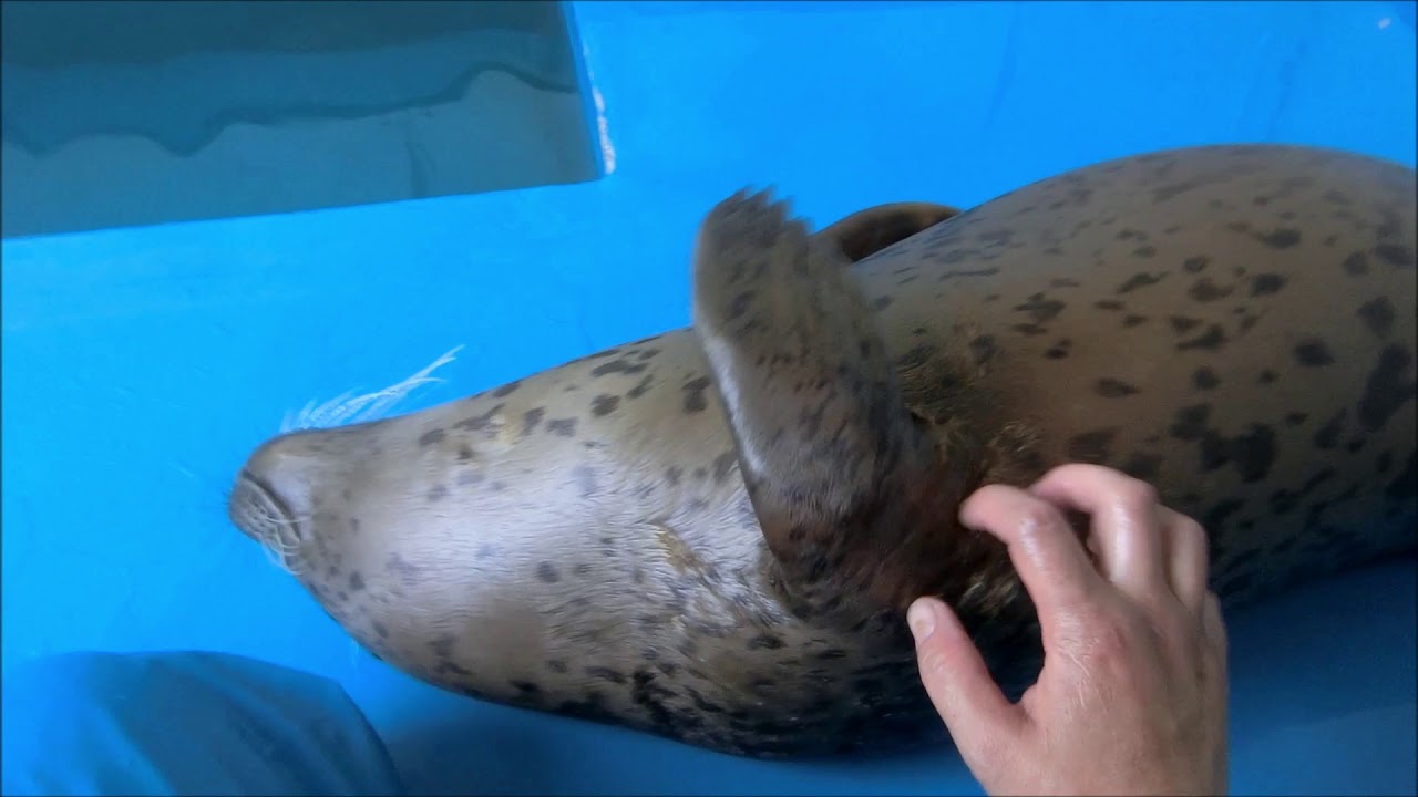 【アザラシ】かい～の・ゴマチビ・伊勢シーパラダイス