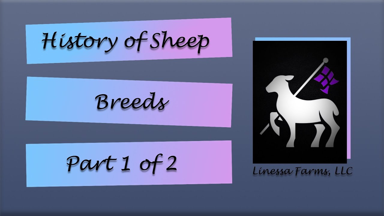 History of Sheep Breeds:  Part 1 of 2