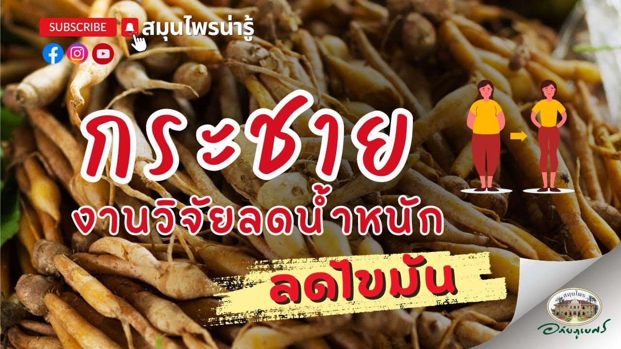 กระชาย งานวิจัยลดน้ำหนัก ลดไขมัน l สมุนไพรน่ารู้ (2567)