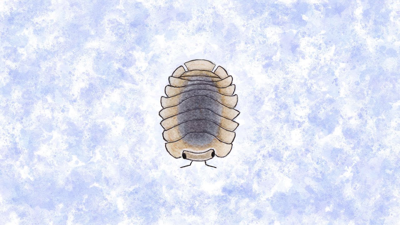 music for bugs - isopod