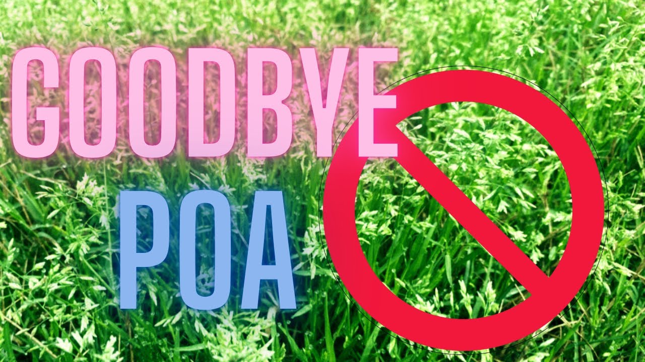 How I Got Rid of Poa Annua | Simple Lawn Care Tips for a Weed-Free Lawn | DIY Lawn Coach