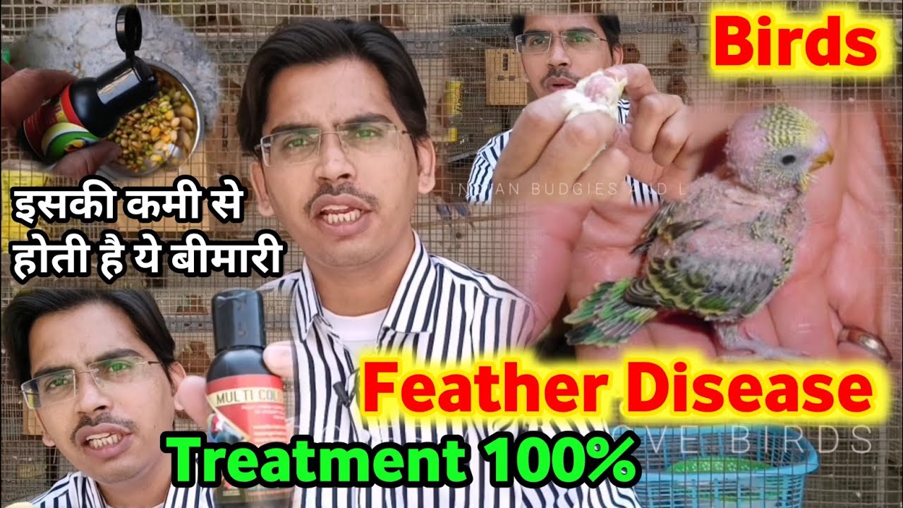 Birds Feather Loss Treatment | Importance of Amino Acid to Birds | Chicks के Feather क्यूँ नहीं आते