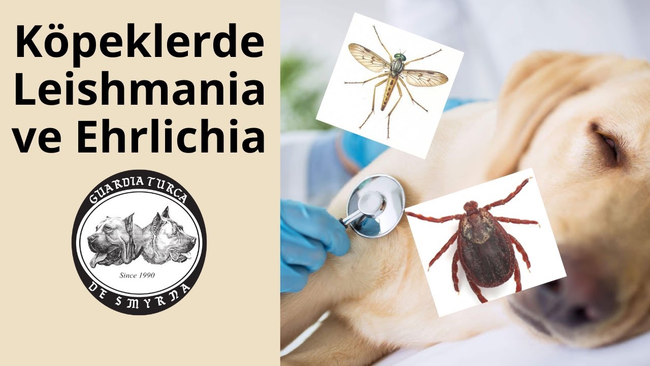 Köpeklerde Leishmania ve Ehrlichia Hastalıkları