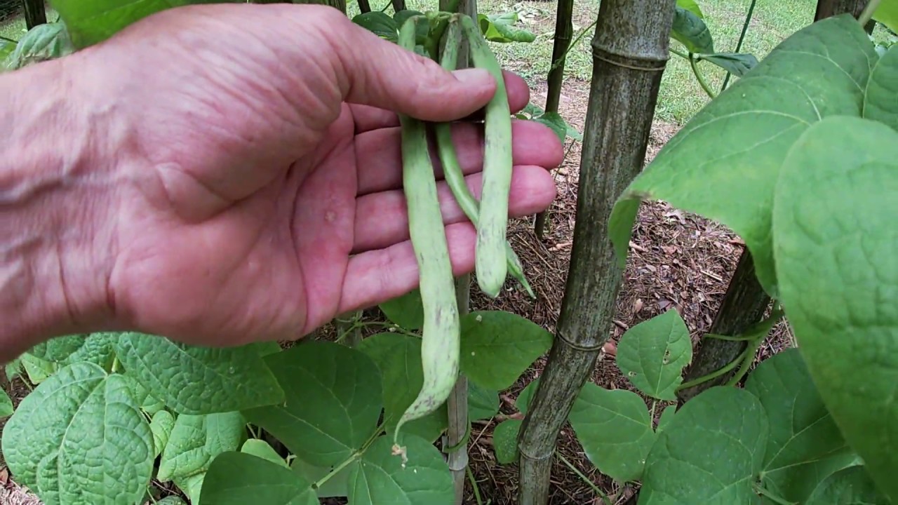 Food Independence and Security Ep.1. Growing Veggies for You and the Family a Fantasy or a Reality?