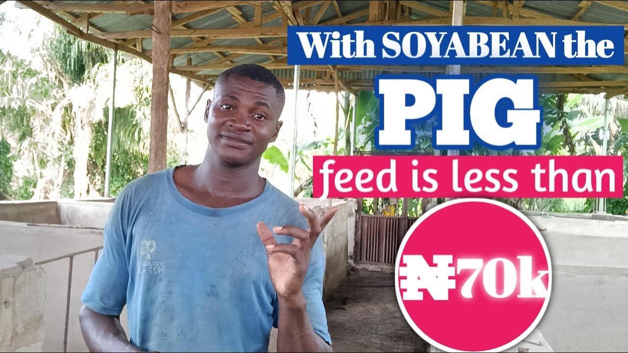 The pig feed is still cheap with additional Soya bean || pig farming in Nigeria