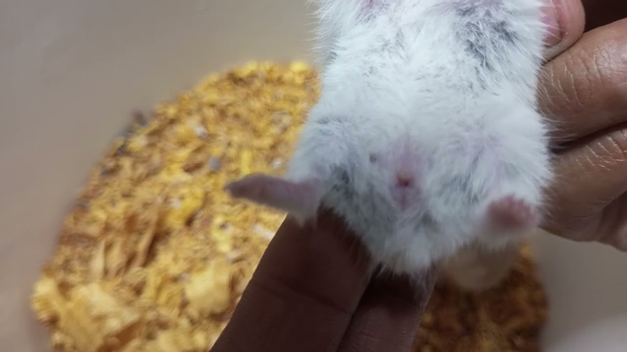 MUDAH BANGET !!! CARA MEMBEDAKAN HAMSTER JANTAN DAN BETINA