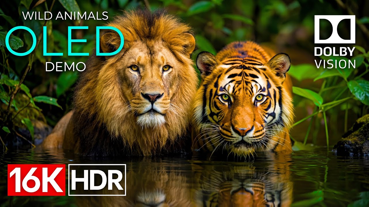 Animals PlANET OLED Demo -8K HDR 120fps Dolby Vision (4K/8K TV)