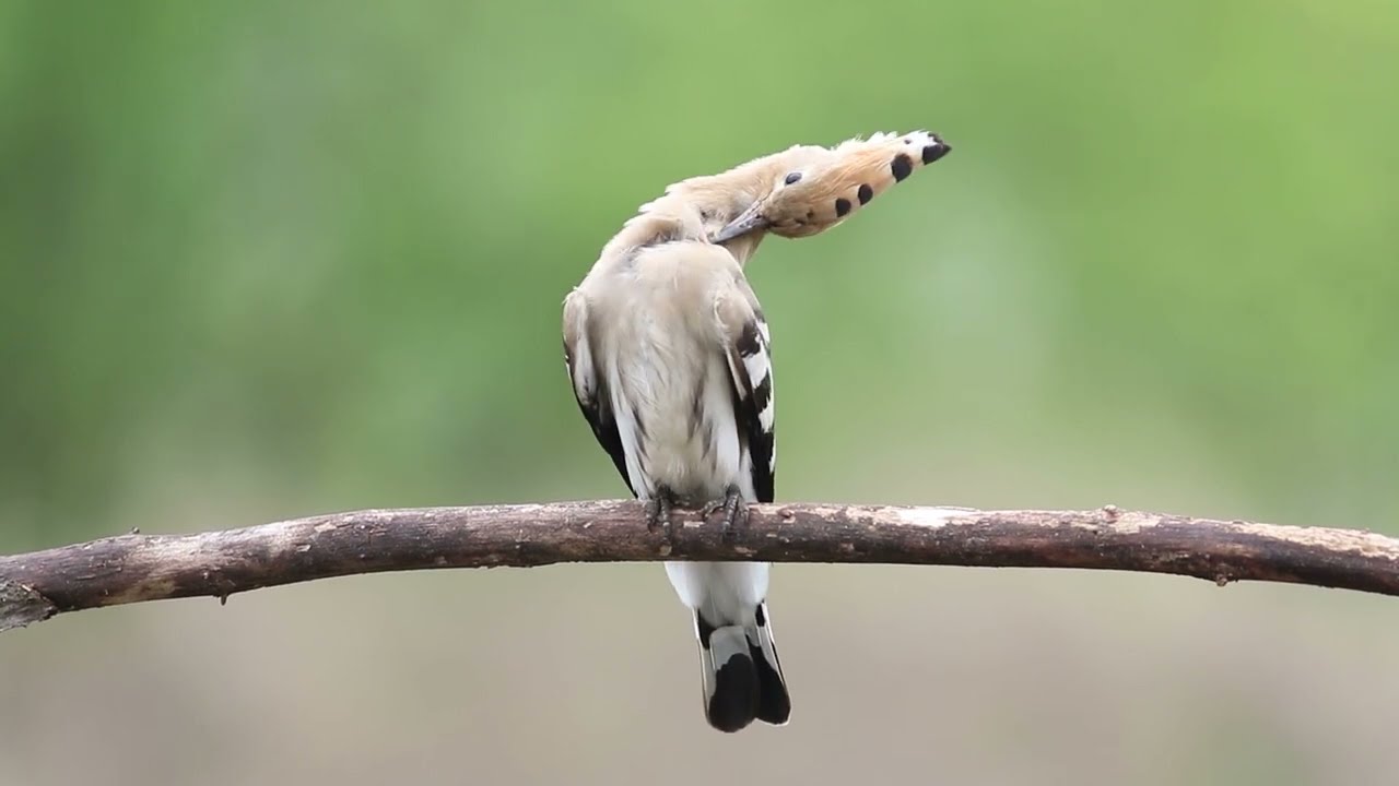 Eurasian hoopoe, Upupa epops, Одуд, Удод
