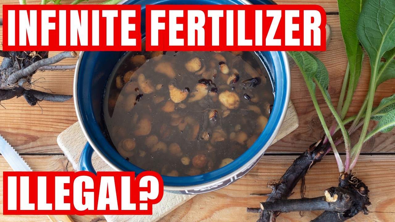 This Plant Really Is An INFINITE FREE FERTILIZER ( YES REALLY )