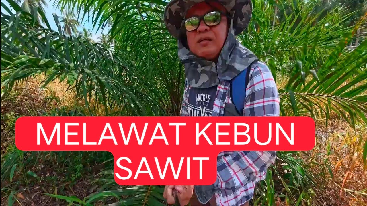 Pergi Kebun No 1 Melihat Perkembangan kerja penanaman Sawit, Kota Samarahan Sarawak