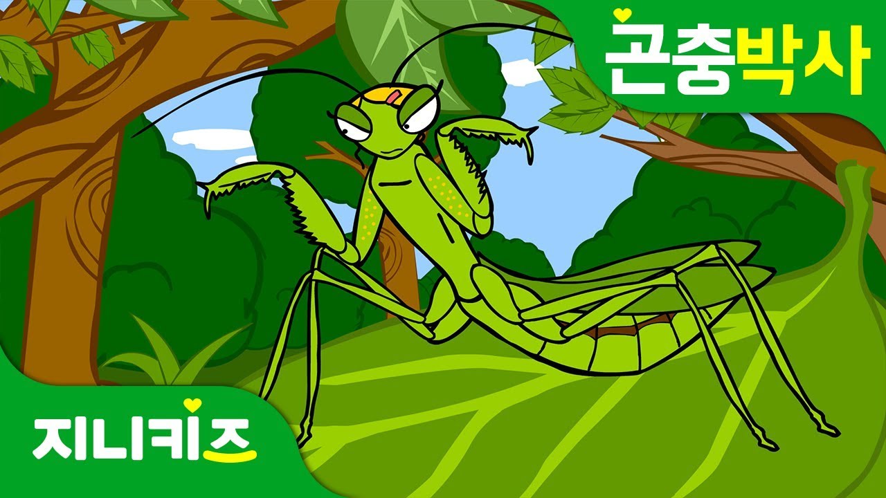 수풀 속 무법자 사마귀 | 육식곤충인 사마귀의 습성 알아보자! | 곤충박사★지니키즈