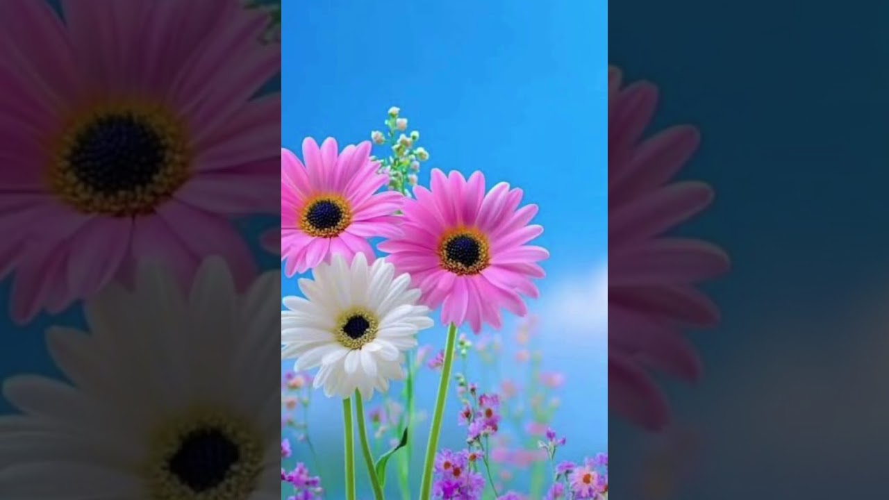 Peaceful Music for Focus & Study