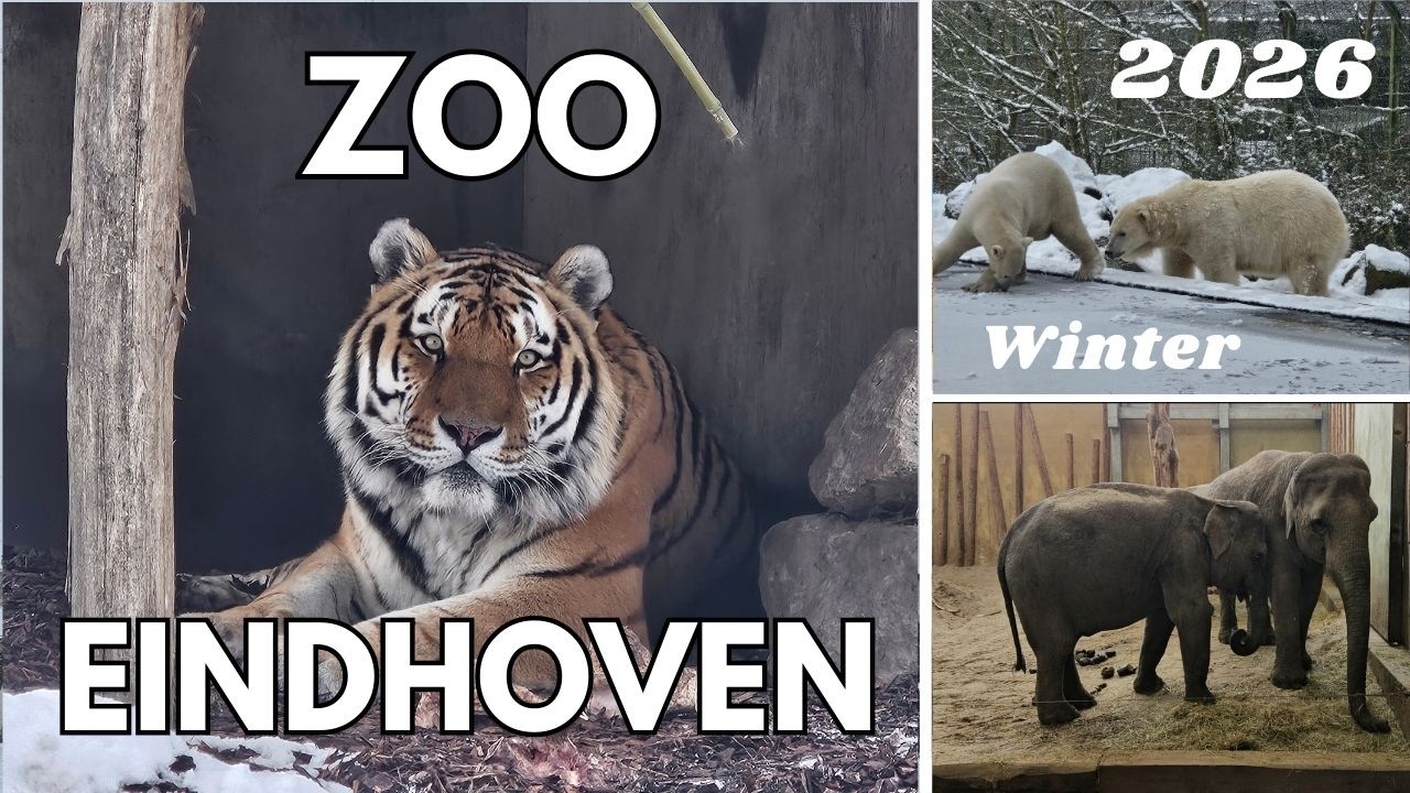 ZOO EINDHOVEN Winter 2026 - Versunken im Schnee auf Tiersuche -Expedition neuer Zoo VLOG XXL Holland