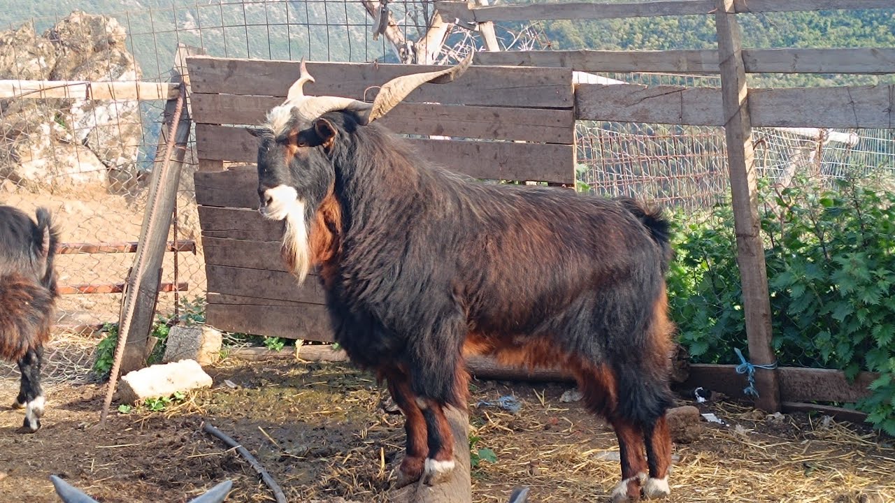 Greek goats 🐐🇬🇷 Spyros