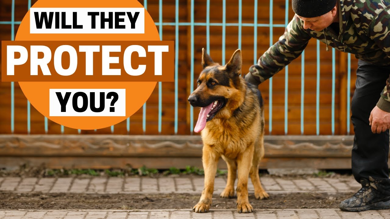 Will German Shepherd Protect you Without any Training?