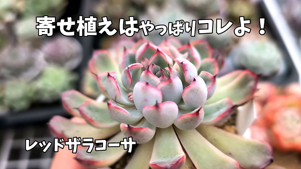【多肉植物】初心者さん必見！寄せ植えのコツ！【にじいろクックママ】