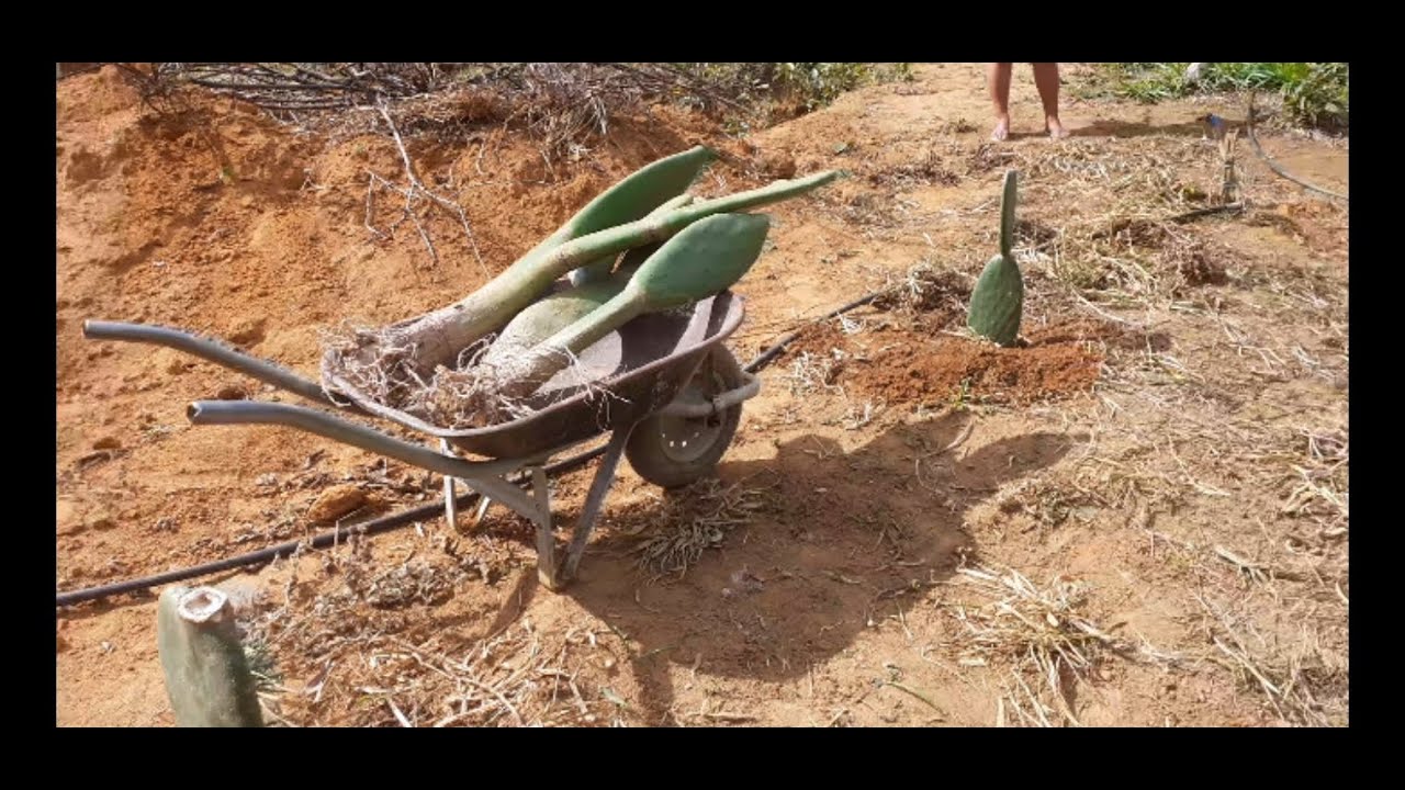 PLANTANDO FIGO DA ÍNDIA NA CHÁCARA